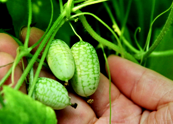 Thumb-sized watermelons sold in Shanghai