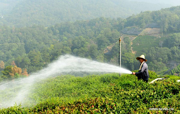 Drought, heatwaves affect tea plantations in E China