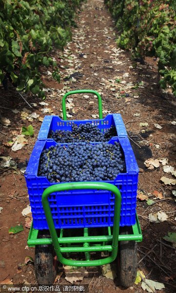 Grape harvest in Spain