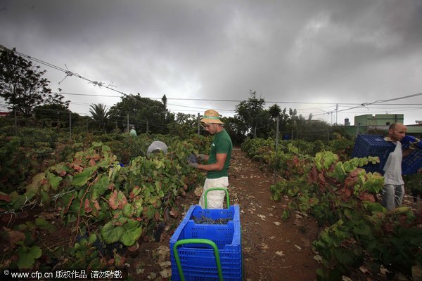 Grape harvest in Spain