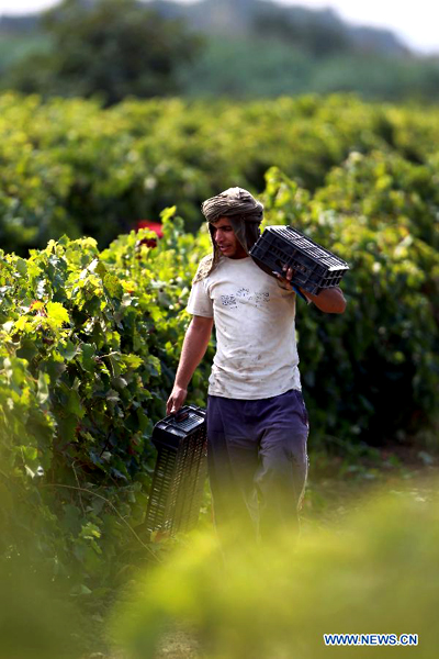 People harvest grapes in Algerian vineyards