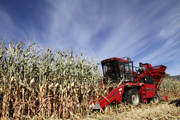 Vast parts of Xinjiang enter harvest season