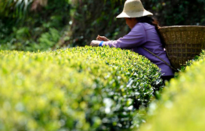 China greets harvest days for autumn crops