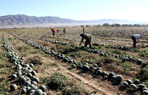 China greets harvest days for autumn crops