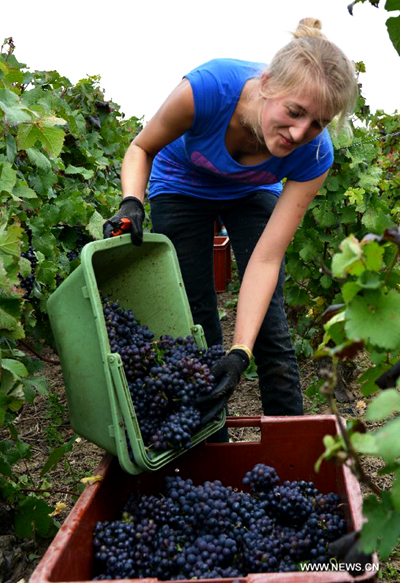 Grape harvest season in France