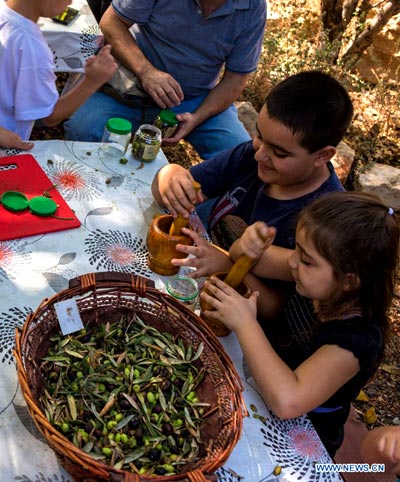 Olive festival kicks off at N Israel's olive oil factory