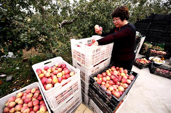 Organic apples of Badaling enter harvest season