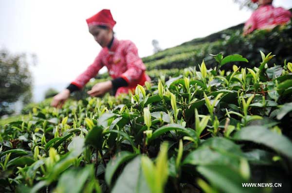 Tea growers pick 1st batch of spring tea