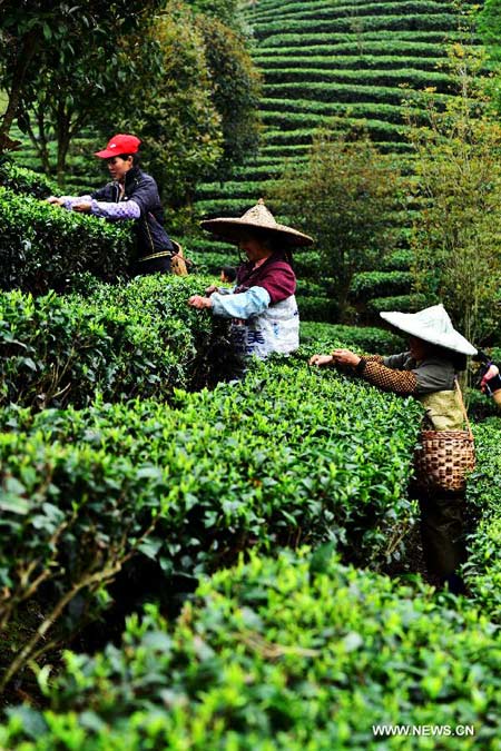 Tea growers pick 1st batch of spring tea