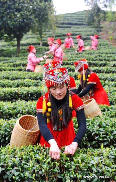 Tea growers pick 1st batch of spring tea