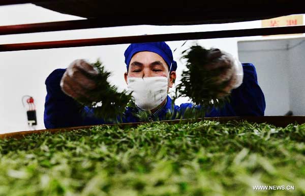 Tea growers pick 1st batch of spring tea