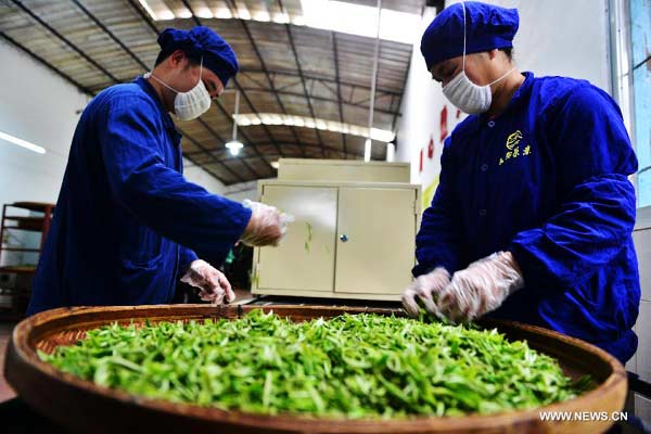 Tea growers pick 1st batch of spring tea