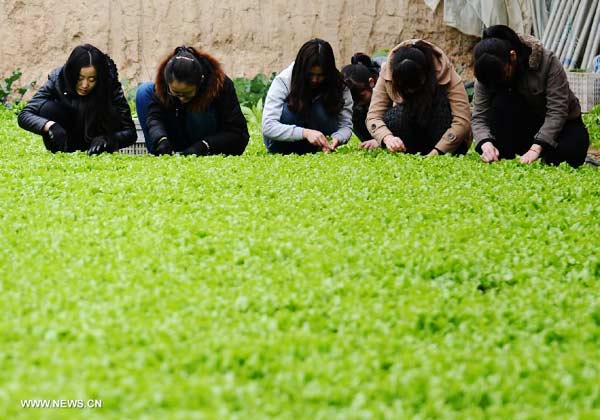 Pollution-free vegetables thrive in north China's Hebei