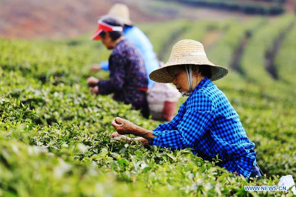 Busy tea picking before Qingming Festival