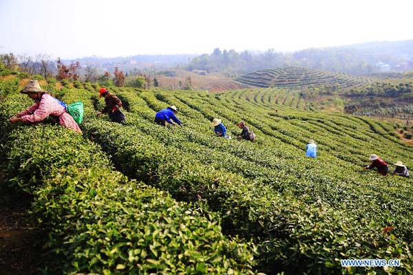 Busy tea picking before Qingming Festival