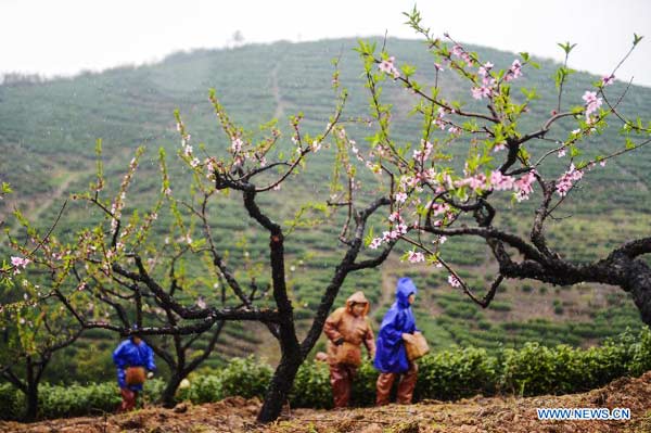 Farmers pick tea leaves in Zhejiang