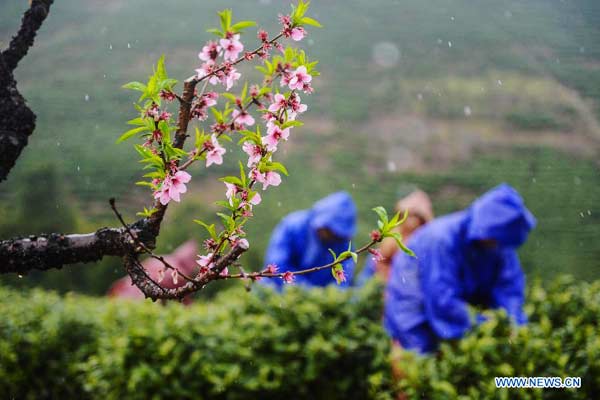 Farmers pick tea leaves in Zhejiang