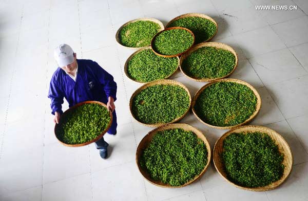 Tea leaves processed at factory in central China