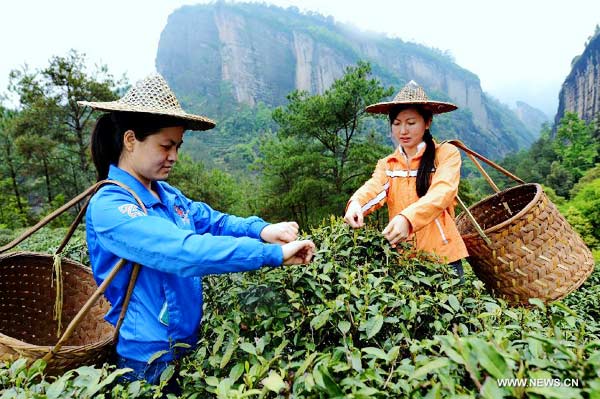 Tea farmers mark start of spring tea production in SE China