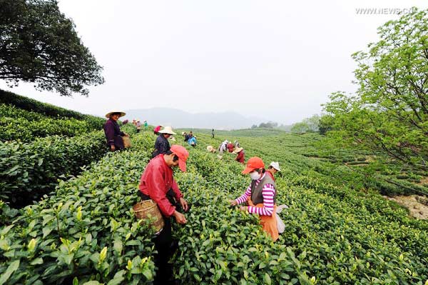 White tea enters tea picking season in east China