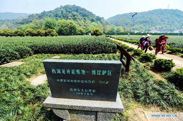 Rising temps boost output of Longjing Tea in Hangzhou