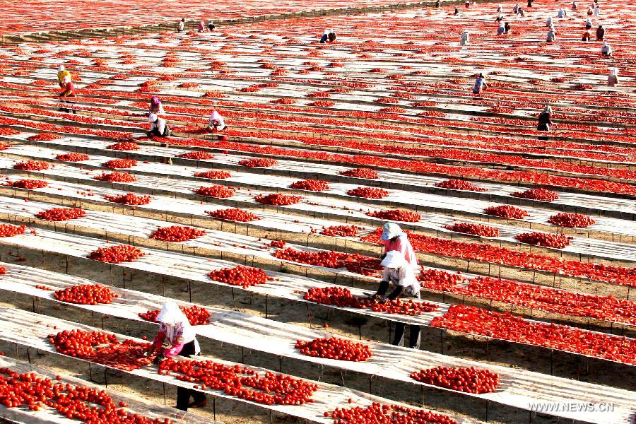 Air-dried tomatoes in Xinjiang sell well in int'l market