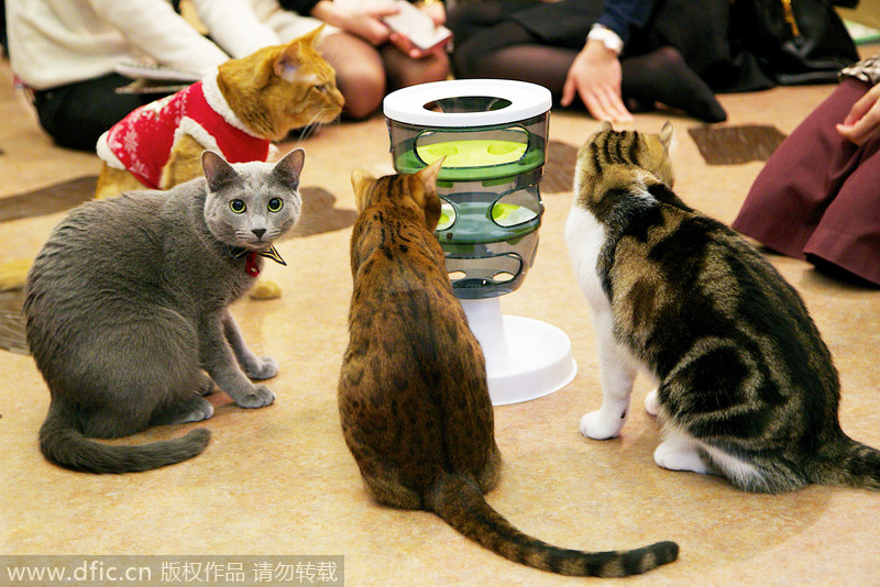 Cat cafe in Tokyo