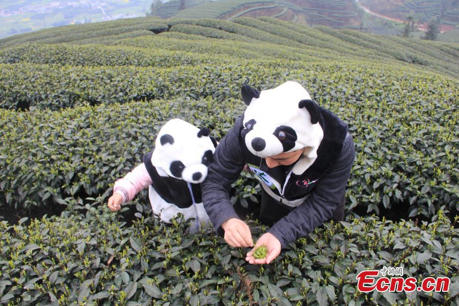 Farmers start to collect world's most expensive panda tea