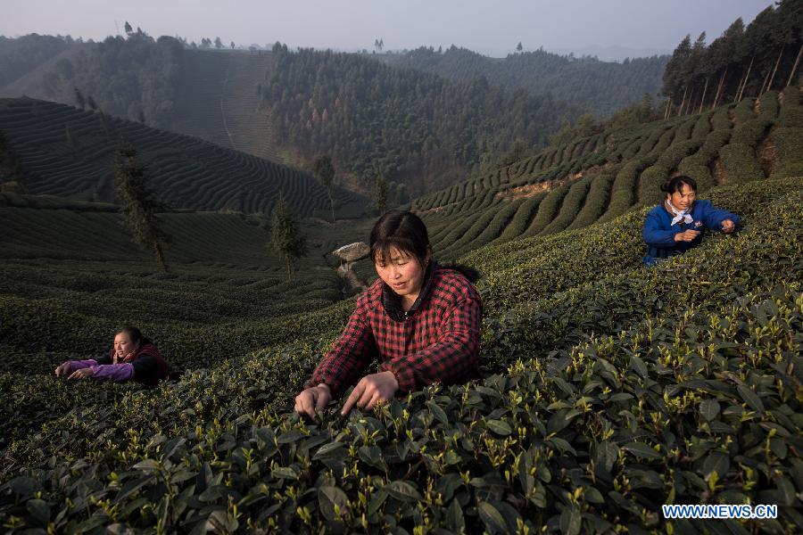 Farmers make tea before Qingming Festival