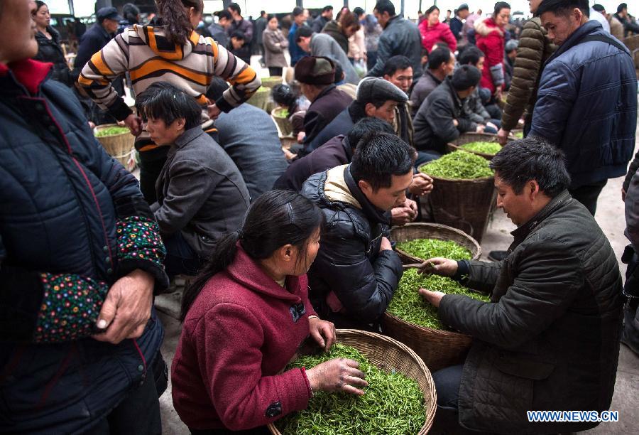 Farmers make tea before Qingming Festival