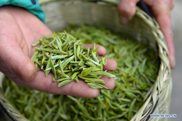 Tea plucking season in China's Guizhou