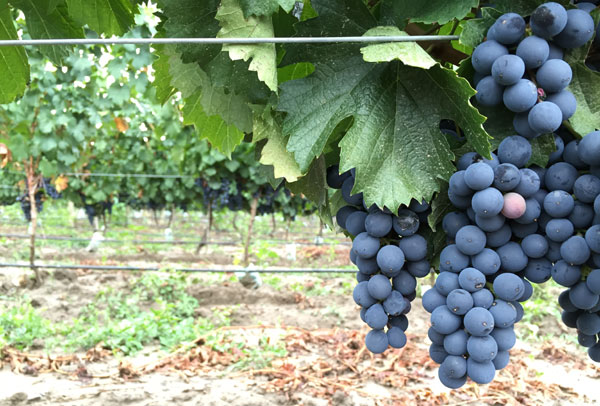 10 things you should know about Malbec