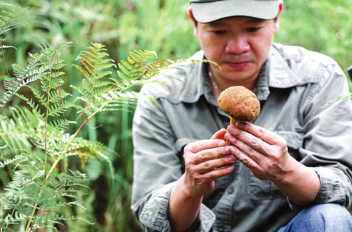 The mushrooming demand for mushrooms