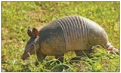 Avoid armadillos and leprosy