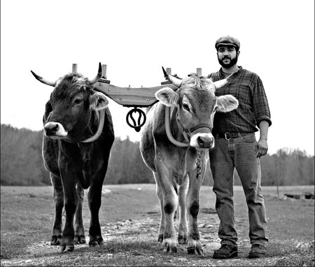 Beasts of burden returning as farms spurn diesel fuel