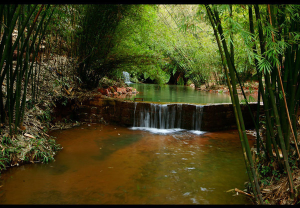 South Sichuan bamboo sea