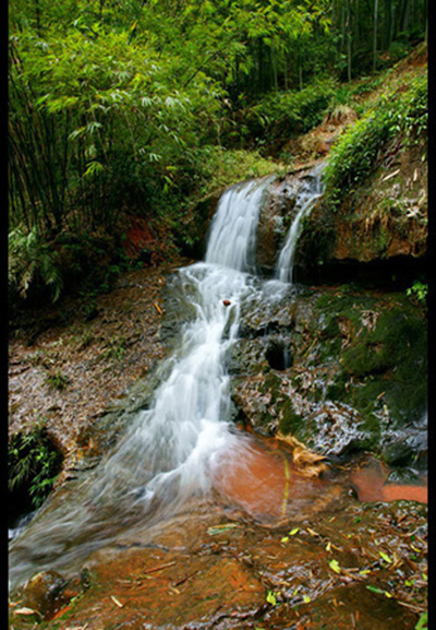 South Sichuan bamboo sea