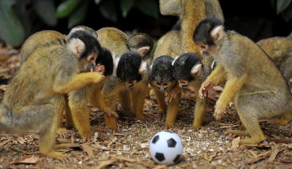 Squirrel monkeys play football