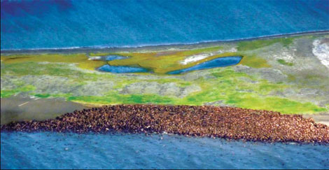 Reduced sea ice forces walruses to shore