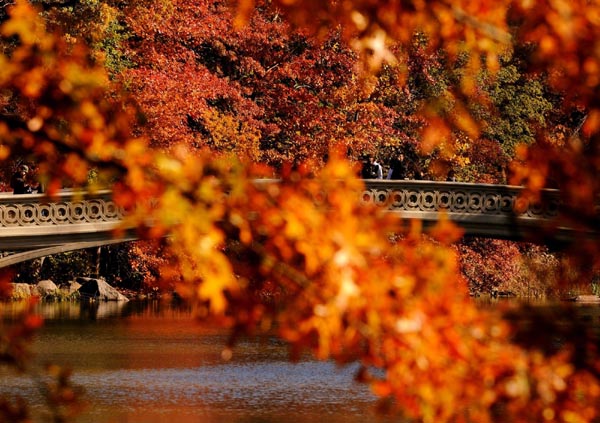 Deep autumn colors of Central Park