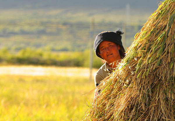 Time to harvest in Tibet