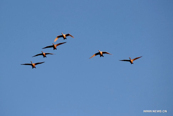 More than 1,000 swans spend winter in Rongcheng