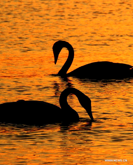 More than 1,000 swans spend winter in Rongcheng