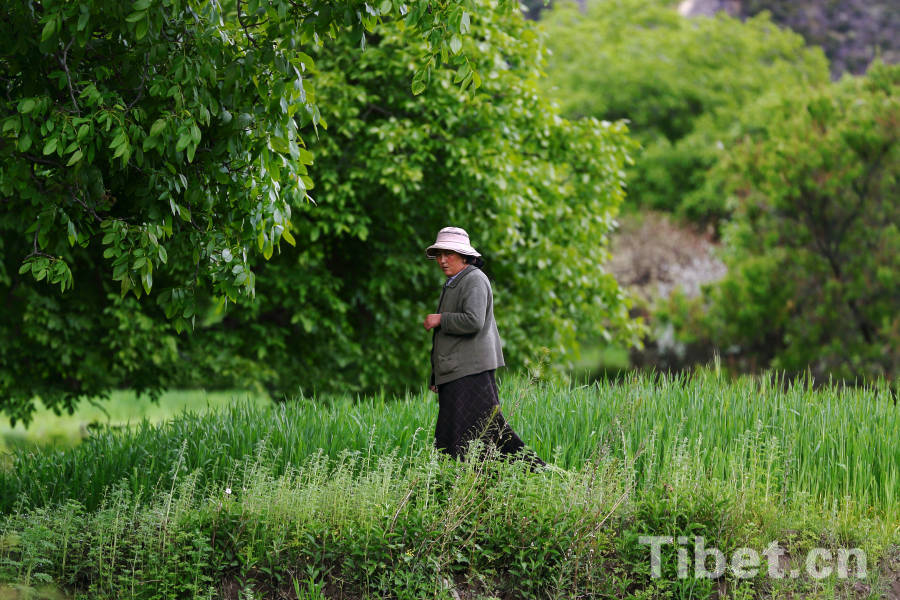 Tibetan farmers in highland barley field