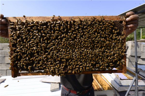 Beekeeper's life a hive of activity