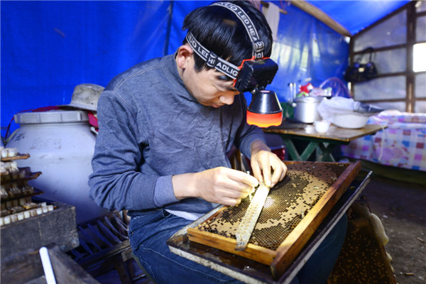 Beekeeper's life a hive of activity