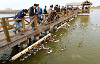 Royal care for swans