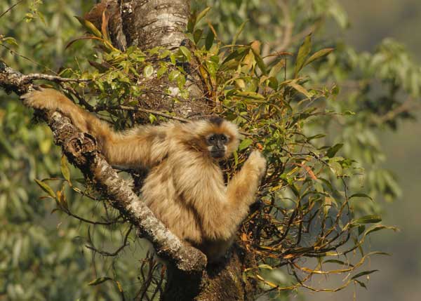 Last of the gibbons