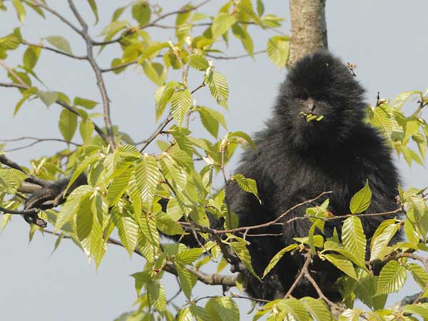 Last of the gibbons