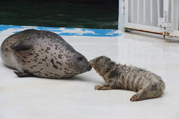 Breeding area in Bohai Sea slated to get better protection